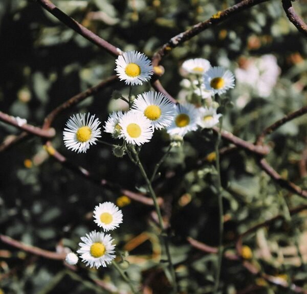 link building for seo